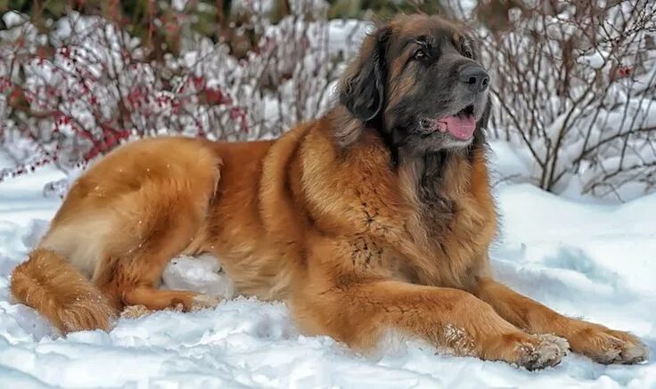 Породы собак фото характеристики цены Leonberger-dog-image.jpg (800 × 476) Leonberger dog, Leonberger, Working dogs