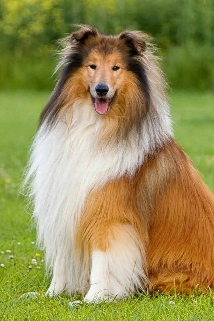 Породы собак фото характеристики цены Pin by Diane Powers on Fur-babies in 2024 Rough collie, Dogs, Dog breeds