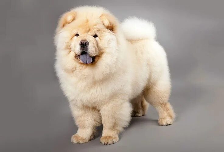 Породы собак фото и цена 29 Fluffy Dog Breeds (Big and Small Breeds) - PlayBarkRun Dog breeds medium, Flu