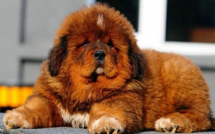 Породы собак фото названия цена Pin on Four-Legged Friends Tibetan mastiff dog, Mastiffs, Tibetan dog