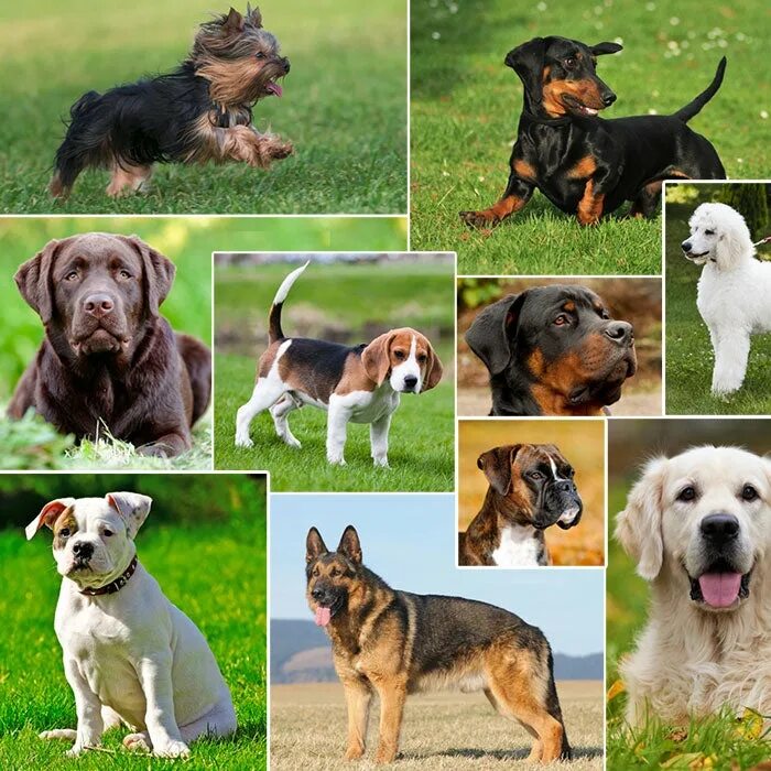 Породы собак фото названия цена Kinds Of Dog Breeds With Picture on Sale www.ulthera.ru