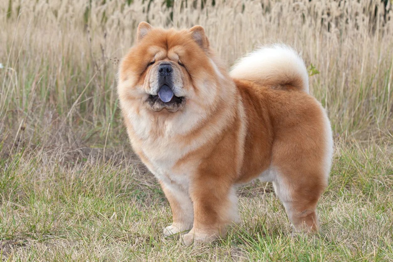 Породы собак фото названия цена Chow Chow Breed Information Guide: Photos, Traits, & Care - BARK Post