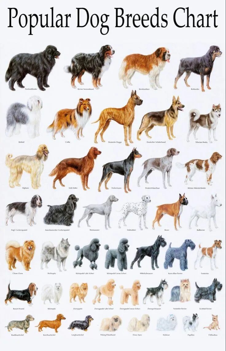 Породы собак фото названия цена Breeds for Dogs Cute dogs, Cute dogs breeds, Dog breeds chart