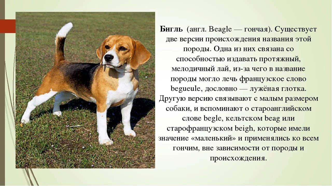 Породы собак фото описание характера собаки Бигль порода собак описание и характеристики