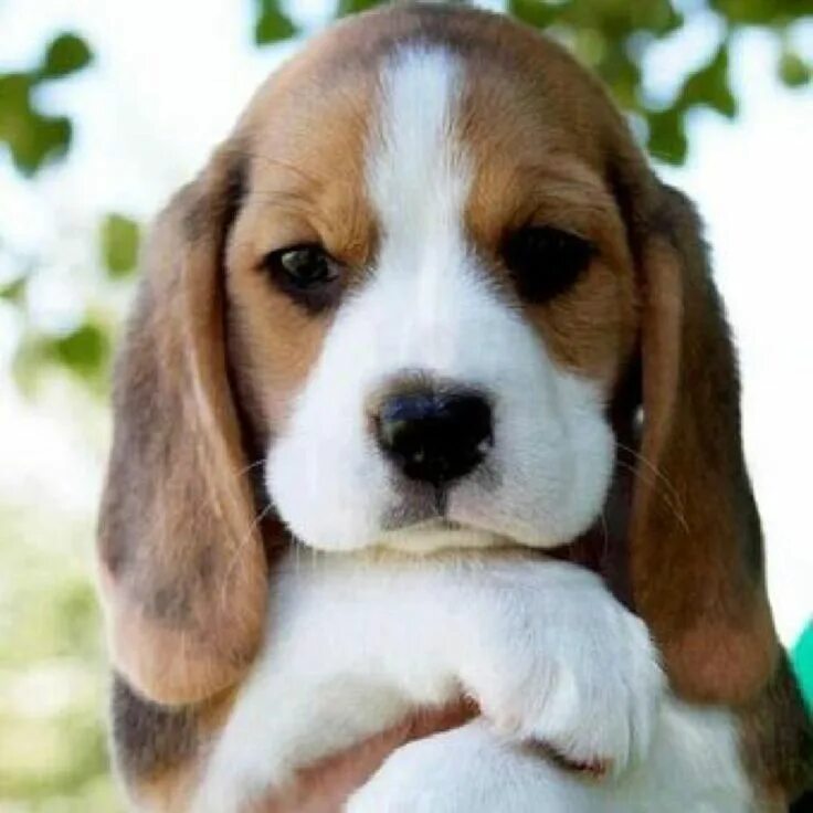 Породы собак фото щенков Pin on Dogs and puppies Cute animals, Cute beagles, Baby animals