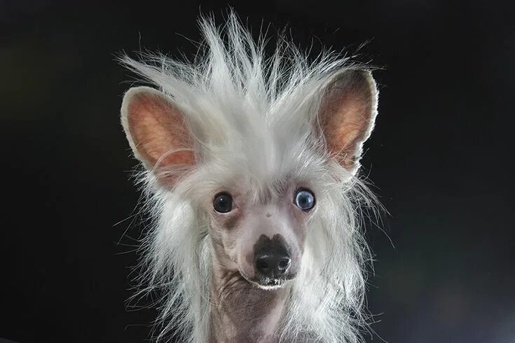 Породы собак хохлатая фото Prophecy Hairless dog, Chinese crested dog, Mexican hairless dog