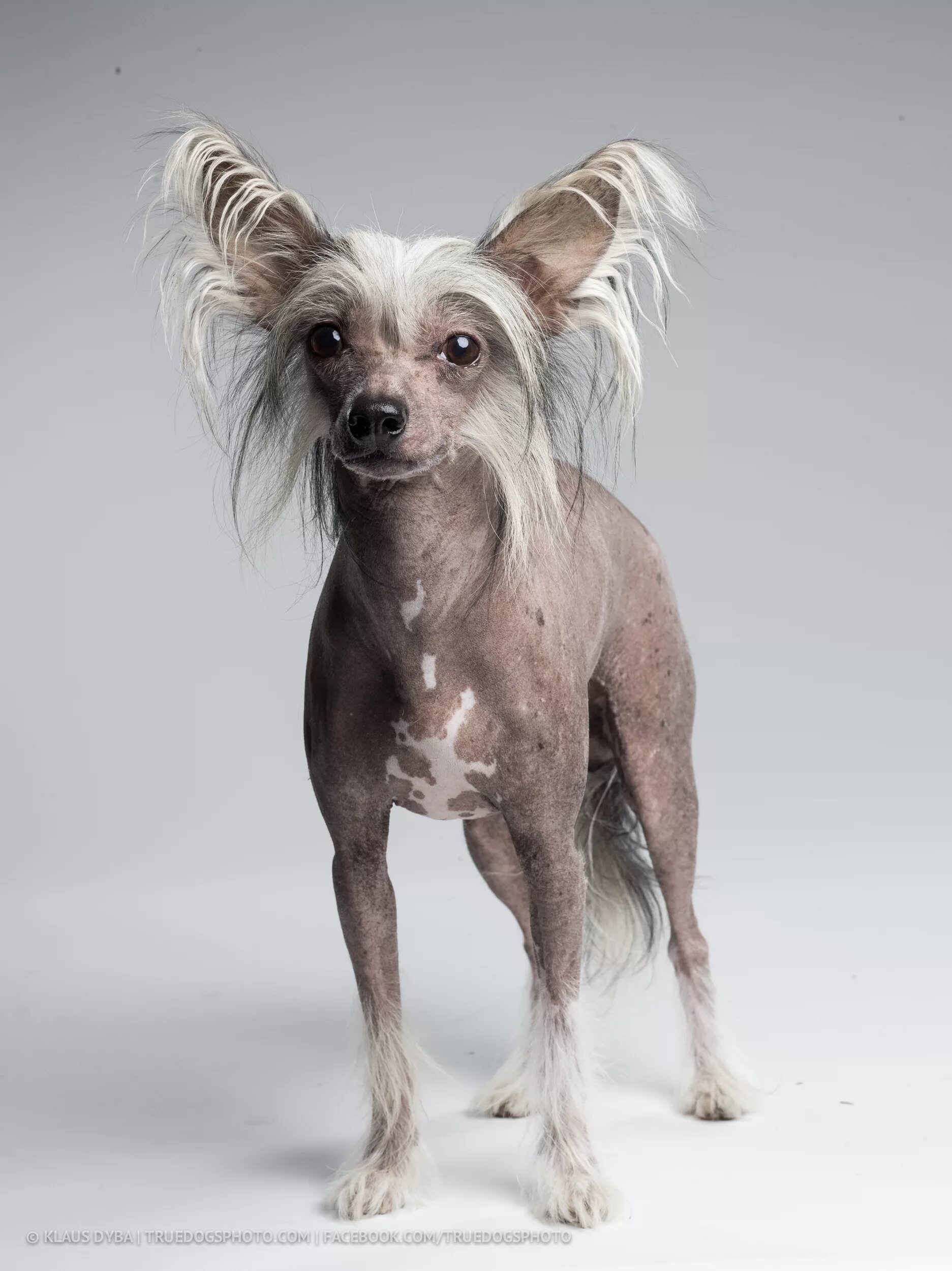 Породы собак хохлатая фото CHINESE CRESTED DOG BOW TIE / shot with Phase One P40+ on Behance