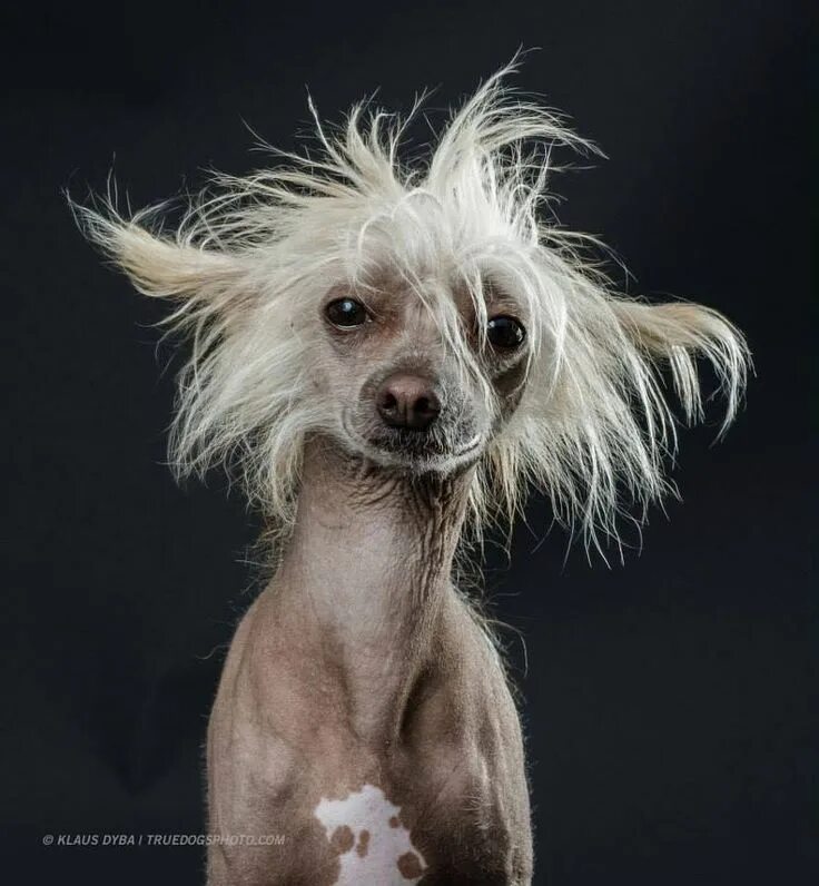 Породы собак хохлатая фото coffeenuts Chinese crested dog, Chinese crested, Hairless dog