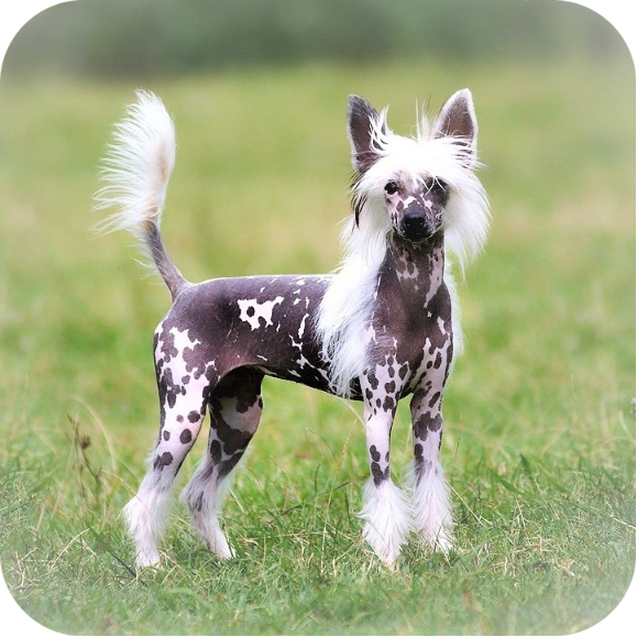 CHINESE CRESTED DOG BOW TIE / shot with Phase One P40+ :: Behance