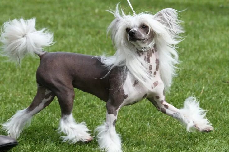 Породы собак хохлатая фото Chinese naakthond Chinese crested dog, Chinese crested, Dog grooming