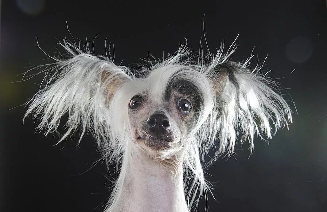 Породы собак хохлатая фото Sophie Gamand photographs hairless dogs in her series, "Prophecy.