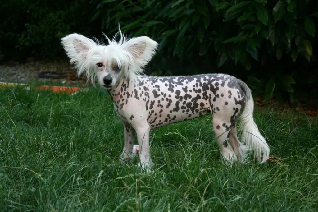 Породы собак хохлатая фото Chinese Crested Dog - Zucci Fantasy Island