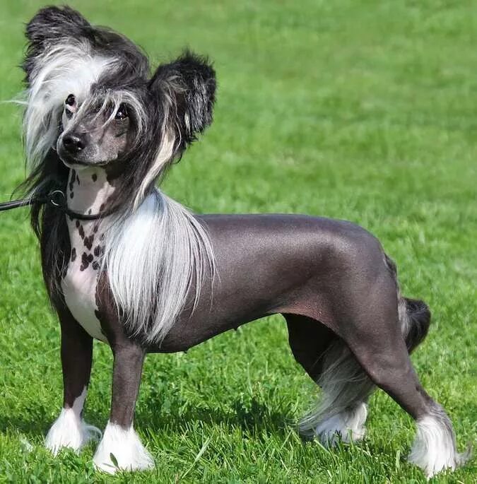 Породы собак картинки фото OMG these dog breeds are CRAZY! Dog breeds, Chinese crested, Dog breeder