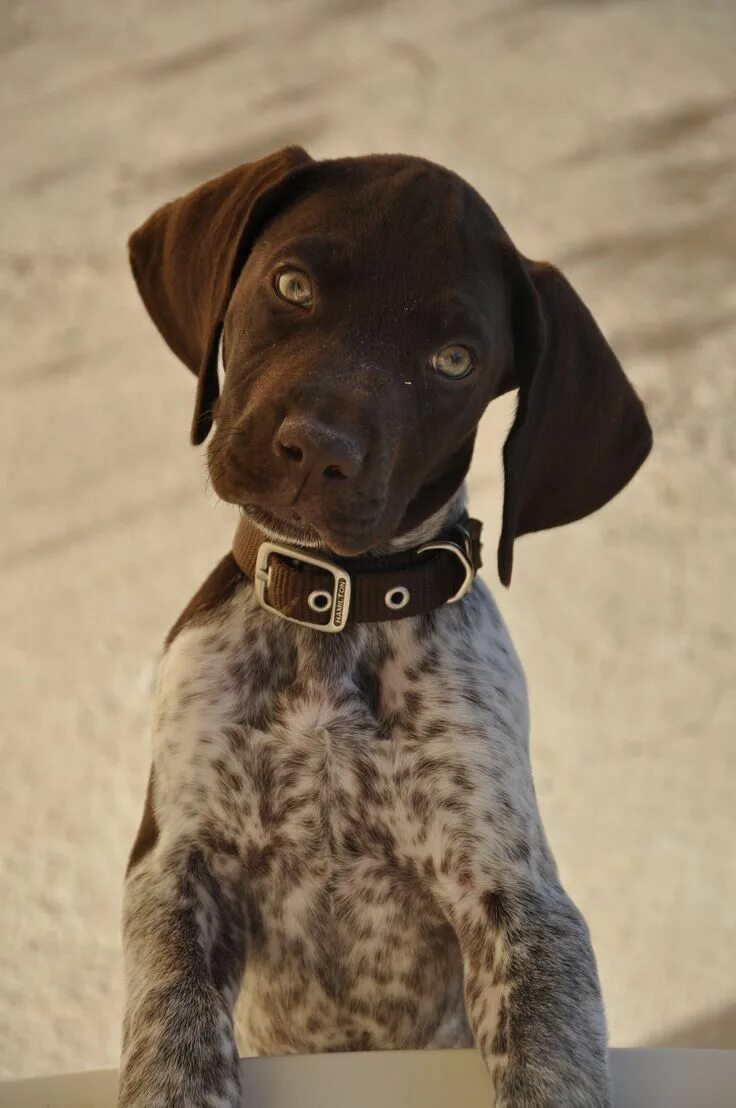 Породы собак короткошерстные среднего размера фото German Shorthaired Pointer. Chango listening closely Gsp puppies, Dog breeds, Pu