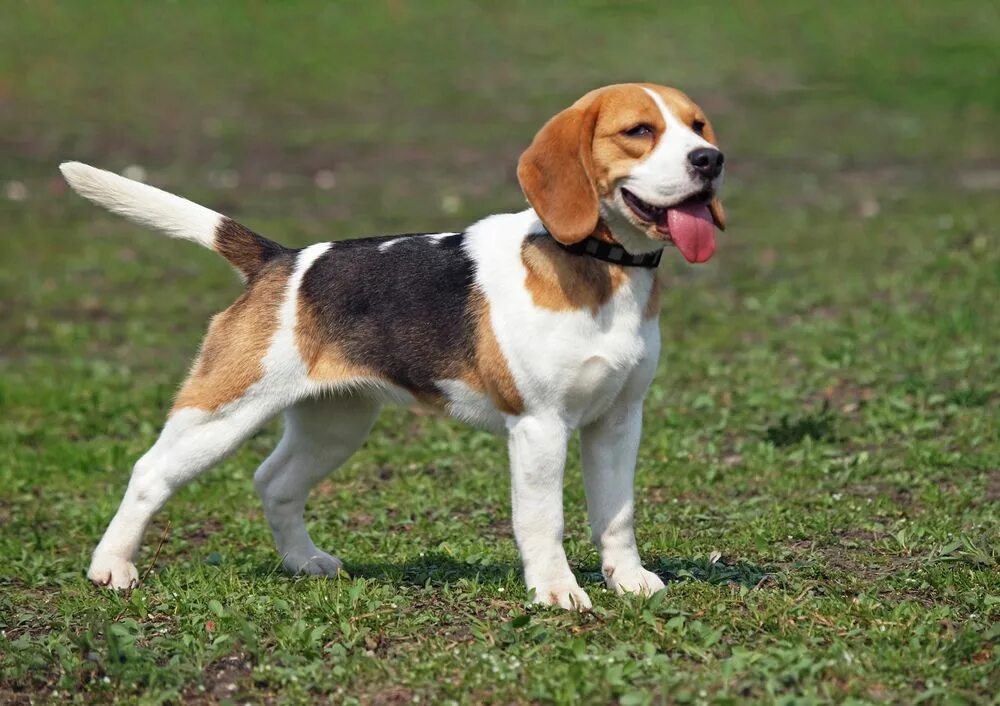 Породы собак короткошерстные среднего размера фото Le beagle est le compagnon idéal pour votre famille Beagle breeds, Beagle dog, B