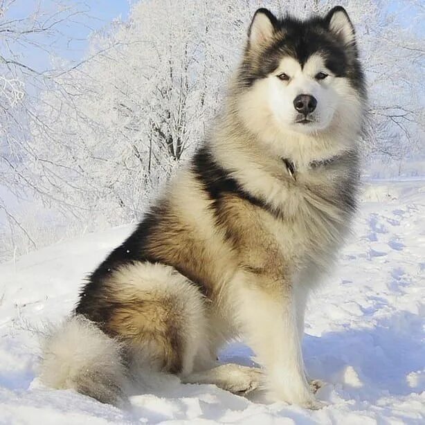 Породы собак маламут фото цена щенка Alaskan Malamute Giant Malamute puppies, Alaskan malamute puppies, Malamute dog