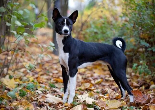 Породы собак не линяющих фото Black and White Basenji (3) Basenji dogs, Dog breeds, Dog shedding