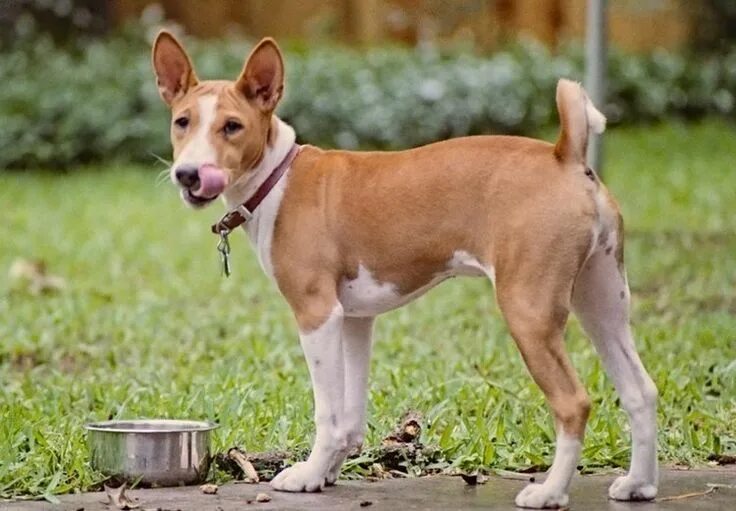 Породы собак не линяющих фото 20 Things Only Basenji Owners Would Understand in 2024 Basenji puppy, Basenji do