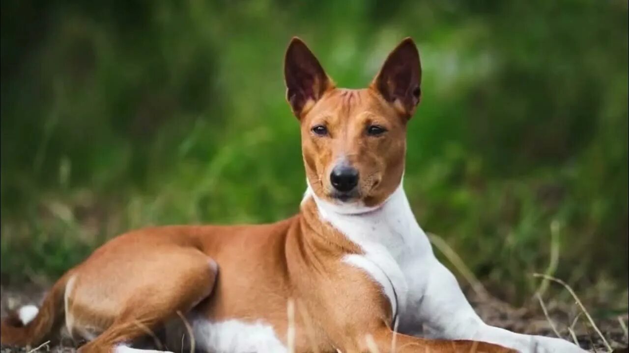 Породы собак не линяющих фото Basenji Dog Basenji dog puppy Basenji dog training Basenji dog pros and cons - Y