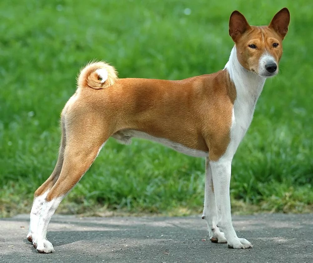 Породы собак не линяющих фото Basenji Poochpedia Fandom