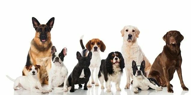 Породы собак онлайн бесплатно фото Long-Living Dog Breeds - All About Dogs Hunderassen, Hunde rassen, Hundeversiche