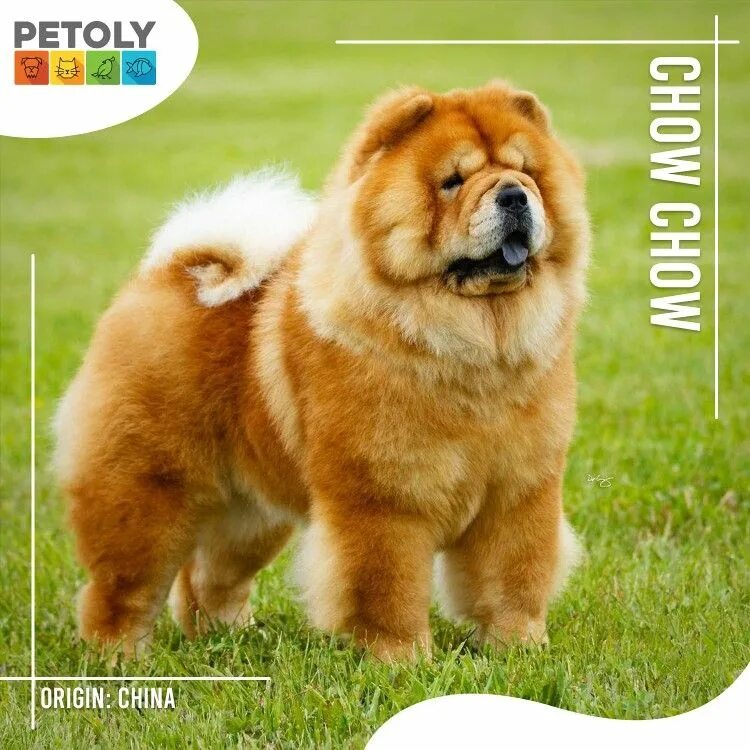 Породы собак онлайн бесплатно фото Chow-Chow Chow chow, Dog breeds, Spitz breeds