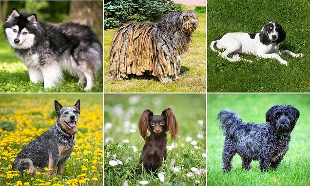 Породы собак онлайн бесплатно фото Quiz challenges you to name these 14 dog breeds Dog breeds, Breeds, Dogs