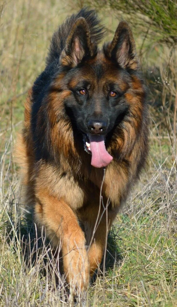 Породы собак овчарки разновидности фото German Shepherd Breed Characteristics German shepherd breeds, German shepherd pu