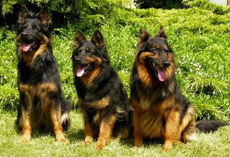 Породы собак овчарки разновидности фото Bohemian Shepherd Bohemian shepherd, Dog breeds, Unique dog breeds