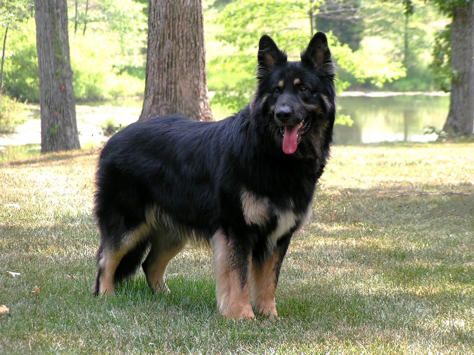 Породы собак овчарки разновидности фото Shiloh shepherd, Shiloh shepherd dog, Dog breeds