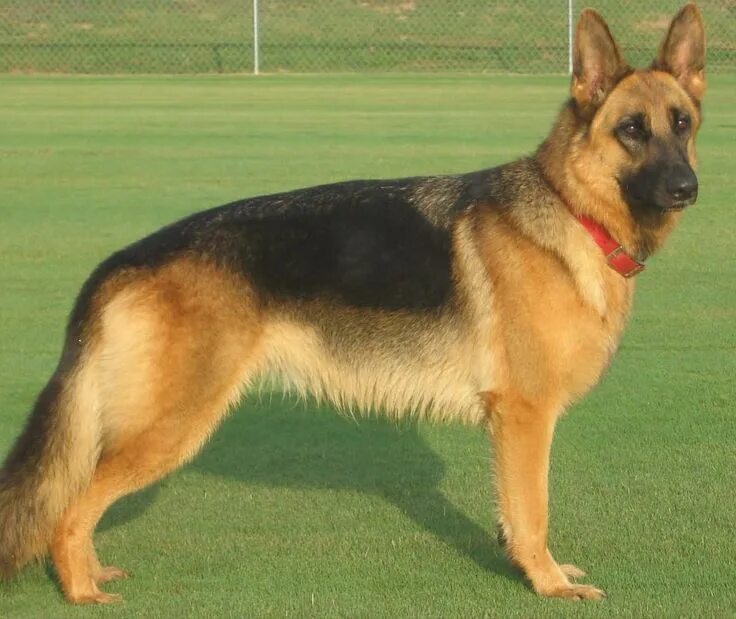 Породы собак овчарки разновидности фото Real German Shepherd Dog Tuesday, 31 July 2012 German shepherd facts, German she