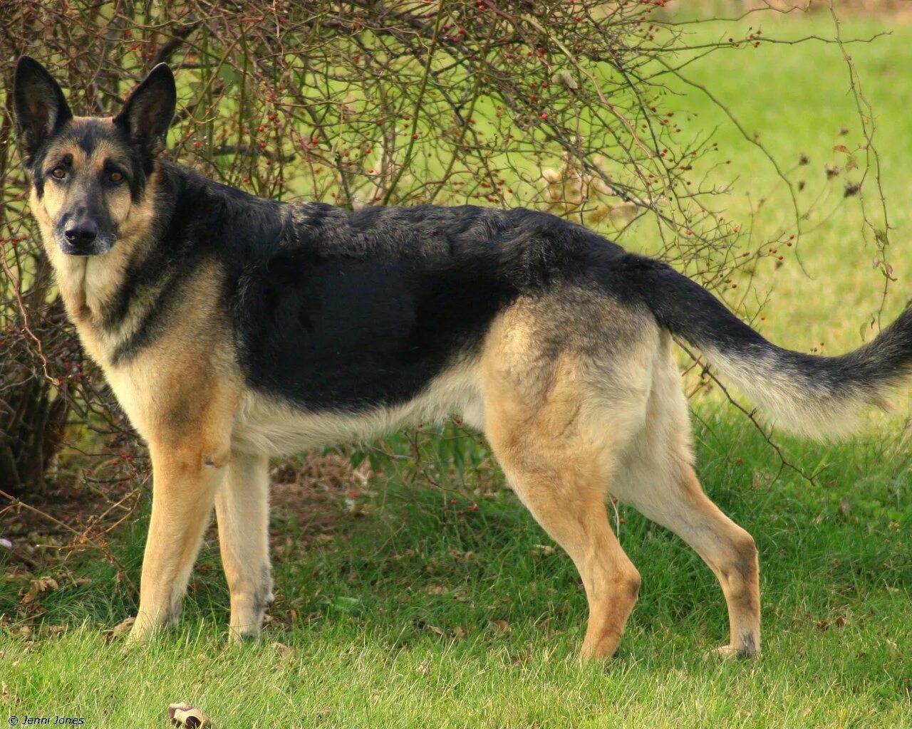 Породы собак овчарки разновидности фото German Shepherd!!!! German shepherd, German shepherd wallpaper, Dogs