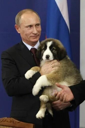 Породы собак путина породы фото Help Choose a Name for the Prime Minister of Russia's Puppy