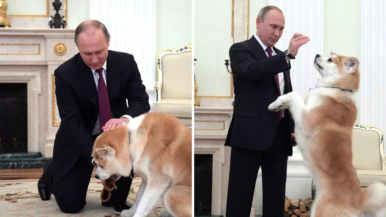 Породы собак путина породы фото Vladimir Putin Shows off his Dog to Japanese Journalists Before Trip - YouTube