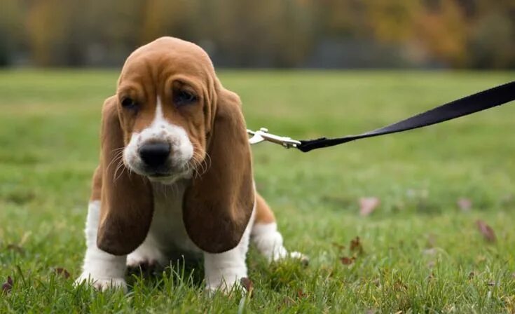 Породы собак с длинными ушами фото Here's why every basset owner is all about that bass Hound puppies, Basset hound