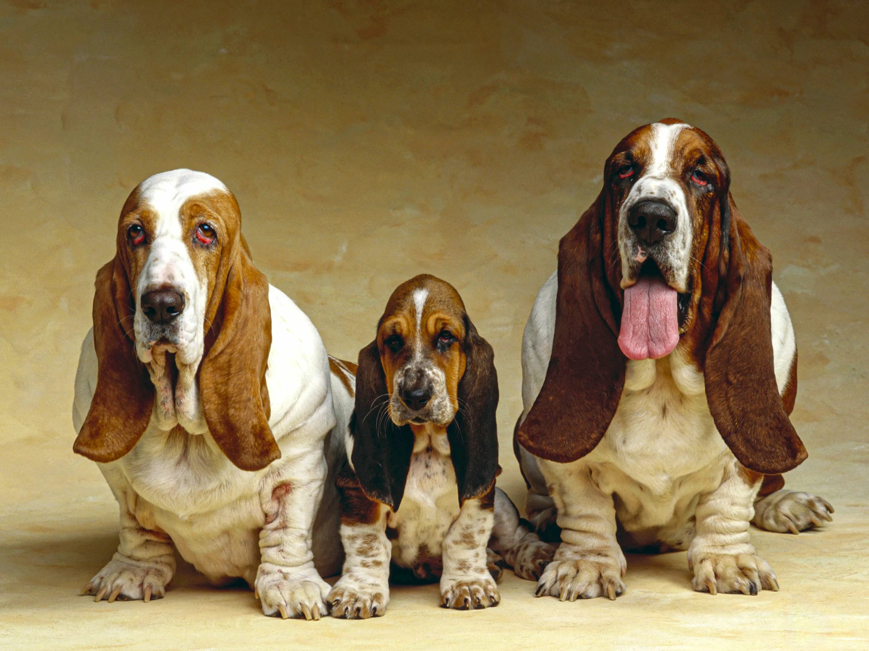 Породы собак с длинными ушами фото Basset Hound Basset hound, Basset hound dog, Basset hound puppy