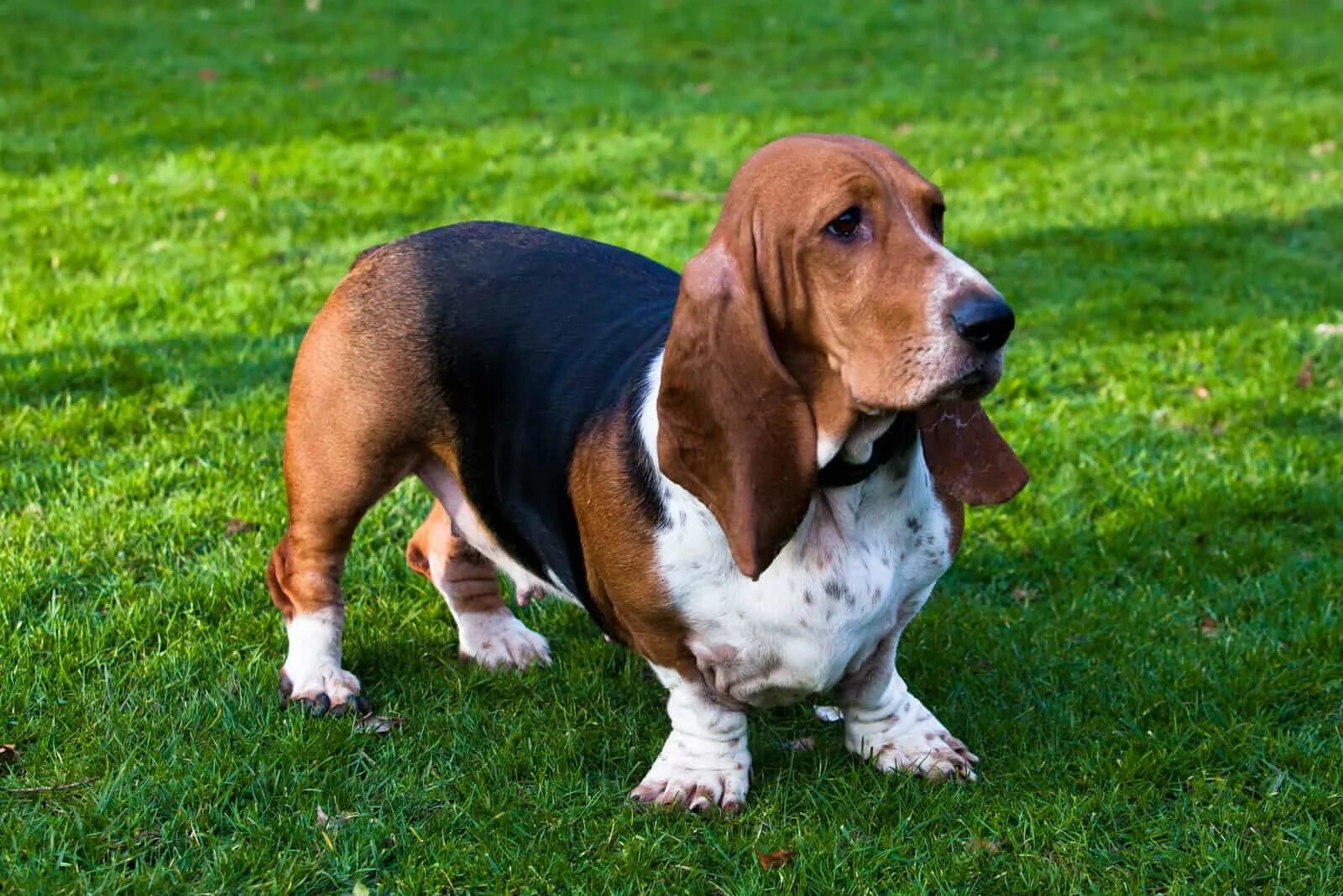 Породы собак с длинными ушами фото Blue Basset Hound: A Very Rare Breed, Or A Genetic Error?