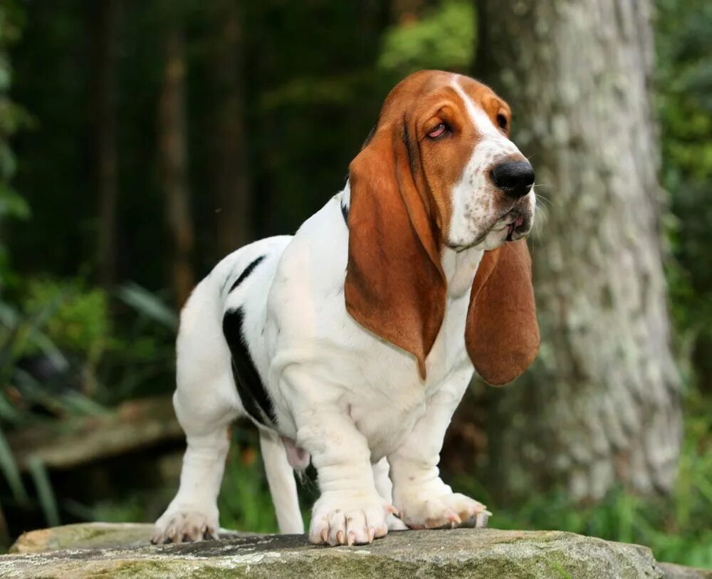 Породы собак с длинными ушами фото Basset Hound - Key Facts and Features - Animal Corner