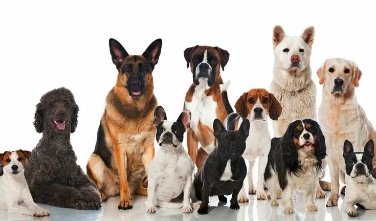 Породы собак с фото Most famous dog breeds Famous dogs, Dog breeds, Most popular dog breeds