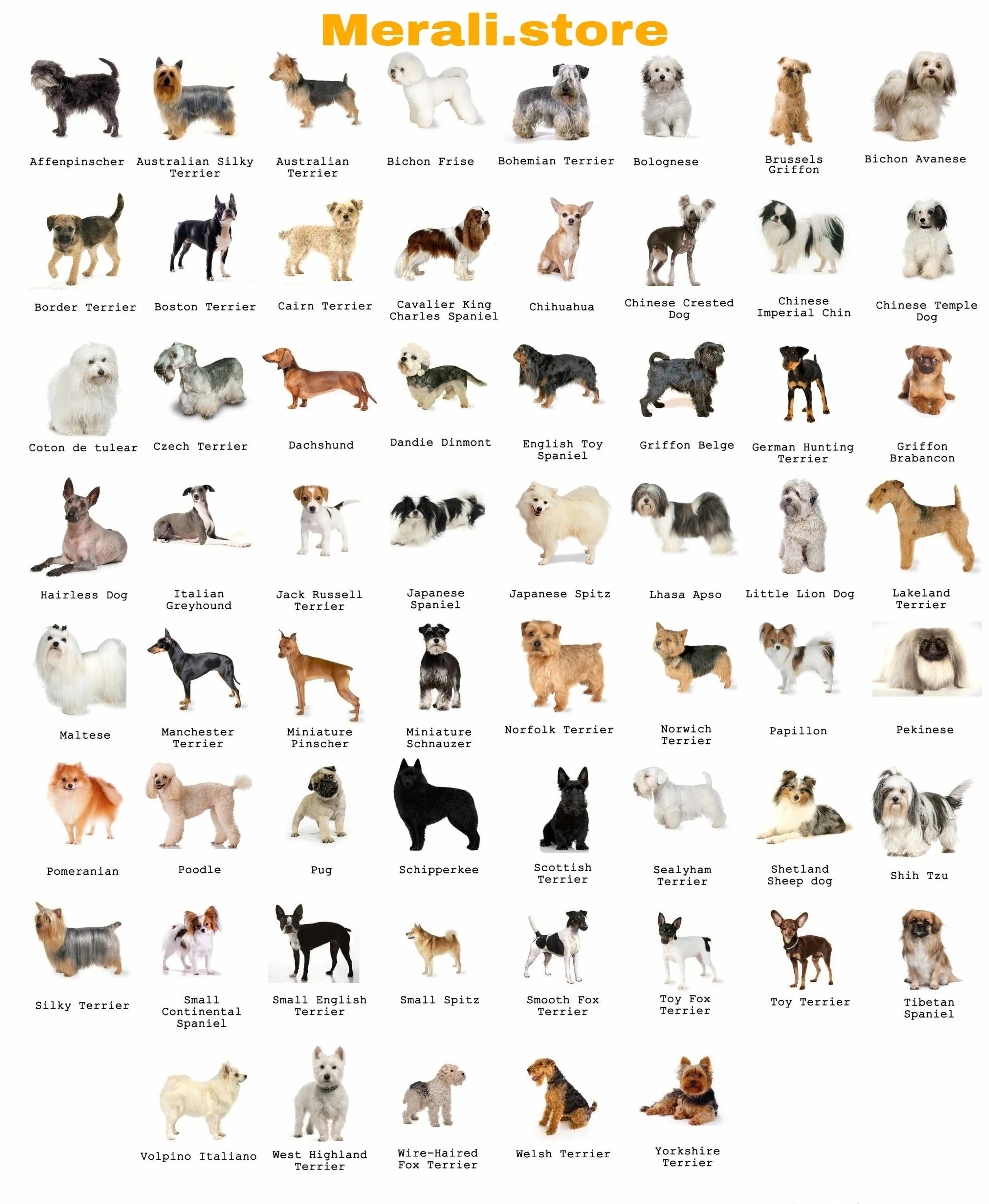 Породы собак с фото Dog breeds Dog breed names, Top dog breeds, Dog breeds chart