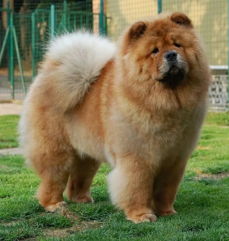 Породы собак с фото Pin on Huskies + Chows ❄ Chow chow dogs, Chow dog breed, Chow chow puppy