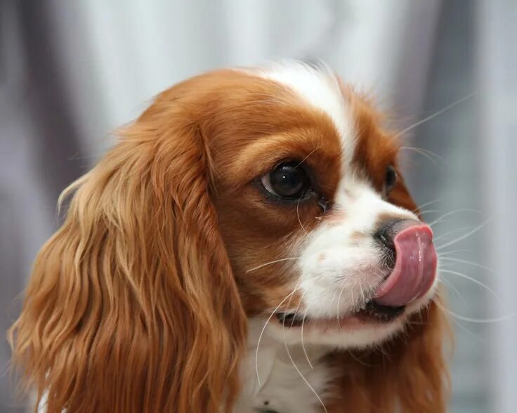 Породы собак с маленькими ушами фото Cavalier king charles, King charles, Cavalier