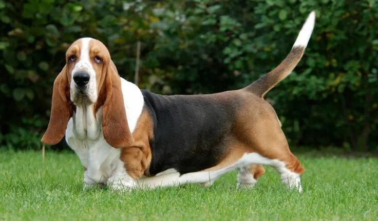 Породы собак с маленькими ушами фото description Dog breeds medium, Basset hound, Basset hound dog