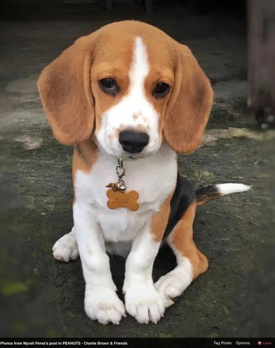 Little Goma, the puppy with Mickey Mouse ears - Ego - AlterEgo Cute dogs, Puppie