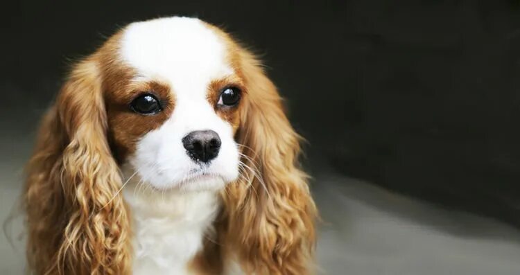 Породы собак с маленькими ушами фото Cavalier Rescue USA Toy dog breeds, Dog breeds, Cavalier king charles dog