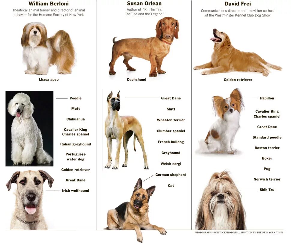 Породы собак с описанием и фото top 10 most friendly dog breeds discount sales