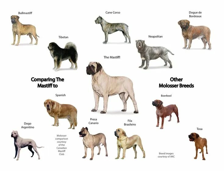 Породы собак с описанием и фото Canadian Mastiff Club - Identifying Molosser Breeds Mastiff breeds, Bull mastiff