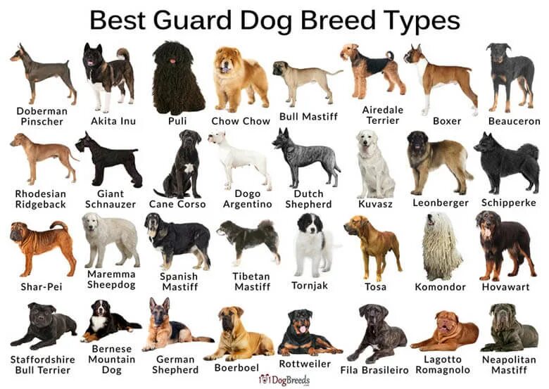 Породы собак с описанием и фото Best Guard Dog Breeds In The World Shop www.baikalcinema.ru