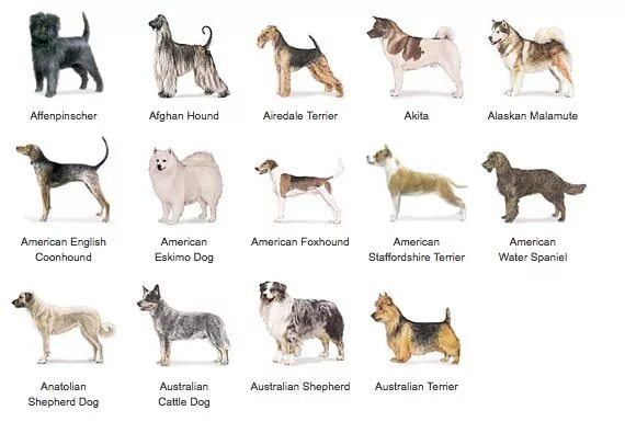 Породы собак с описанием и фото List of Dog Breeds Alphabetical