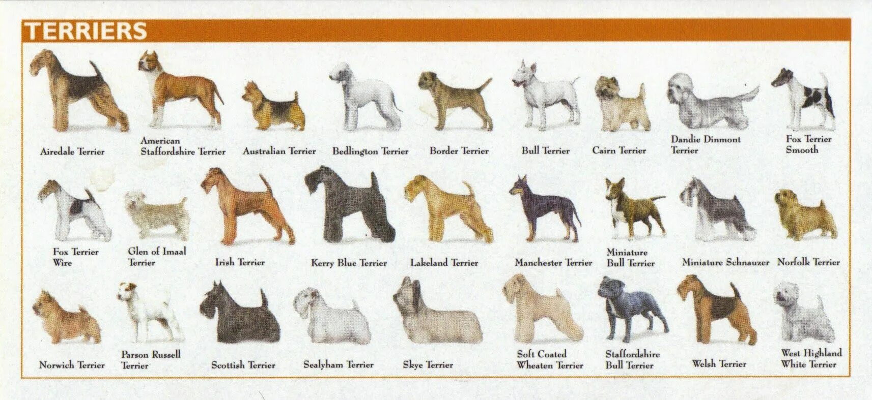 Породы собак с описанием и фото Dog Breeds Names 141 have her in circles Purebred dogs, Akc dog breeds, Dog bree